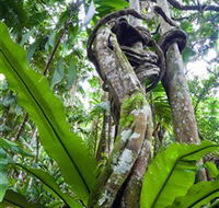 Tamborine Rainforest Skywalk - Accommodation Fremantle