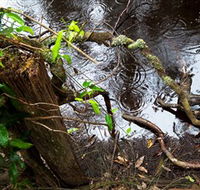 Mogo Bushwalk - Accommodation Fremantle