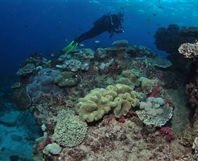 Flinders Reef Dive Site - Accommodation Fremantle 2
