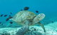 Flinders Reef Dive Site - thumb 0