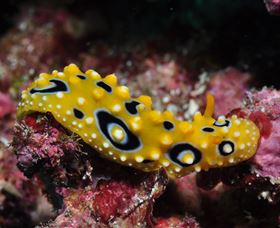 Flinders Reef Dive Site - Accommodation Fremantle 1