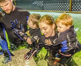 Irukandji Shark And Ray Encounters - Accommodation Fremantle 0