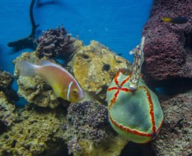 Irukandji Shark And Ray Encounters - Accommodation Fremantle 6
