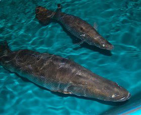 Cookabarra Restaurant And Function Centre - Tailor Made Fish Farms - Accommodation Fremantle 7