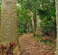 Depot Beach Rainforest walk - Accommodation Fremantle