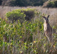 Murramarang Aboriginal Area walking track - Accommodation Fremantle