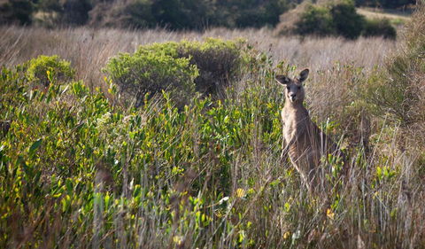 Murramarang Aboriginal Area Walking Track - Accommodation Fremantle 0