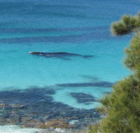 Jervis Bay Marine Park - Accommodation Fremantle