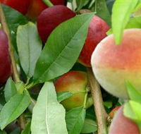 Fruit Salad Tree Company - Accommodation Fremantle