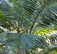 Bangalore Falls walking track - Accommodation Fremantle