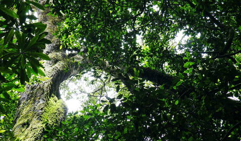 Wollumbin National Park - Accommodation Fremantle 1