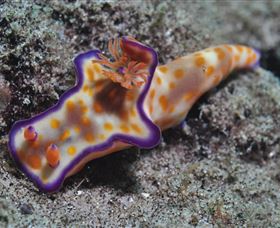 Curtain Artificial Reef Dive Site - Accommodation Fremantle 0
