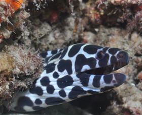 Curtain Artificial Reef Dive Site - Accommodation Fremantle 2