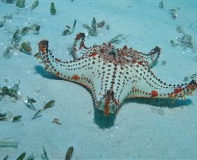 The Pines Dive Site - Accommodation Fremantle 0