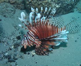 The Pines Dive Site - Accommodation Fremantle 1