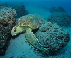 The Pines Dive Site - Accommodation Fremantle 3