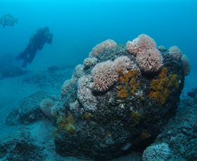 The Pines Dive Site - Accommodation Fremantle 2