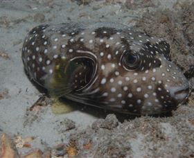 Tangalooma Wrecks Dive Site - Accommodation Fremantle 2