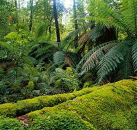 Errinundra National Park - Accommodation Fremantle