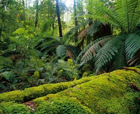 Errinundra National Park - Accommodation Fremantle 0