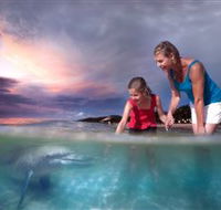 Tangalooma Dolphin Feeding - Accommodation Fremantle