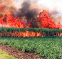 Reeves Family Sugar Cane Farm - Accommodation Fremantle