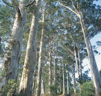 The Great Forest Trees Drive - Accommodation Fremantle