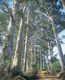The Great Forest Trees Drive - Accommodation Fremantle 0