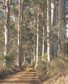 The Great Forest Trees Drive - Accommodation Fremantle 2