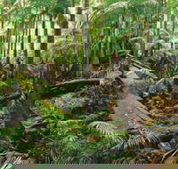 Wollumbin-Mount Warning National Park - Accommodation Fremantle