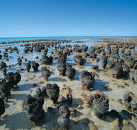 Hamelin Pool Stromatolites - Accommodation Fremantle