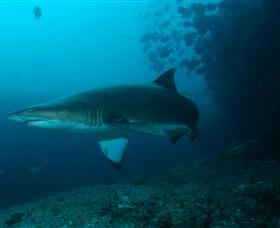 Henderson Rock Dive Site - Accommodation Fremantle 1