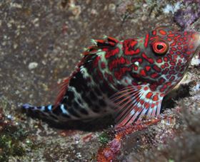 Henderson Rock Dive Site - Accommodation Fremantle 3
