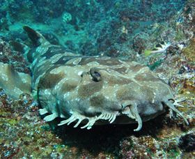 Henderson Rock Dive Site - Accommodation Fremantle 2