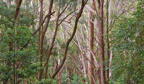 Ulidarra National Park - Accommodation Fremantle 1