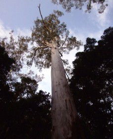 Orara East State Forest - Accommodation Fremantle 3
