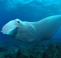 Manta Bommie Dive Site - Accommodation Fremantle