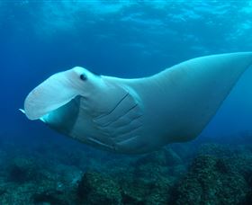Manta Bommie Dive Site - Accommodation Fremantle 0