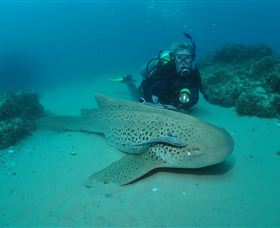 Manta Bommie Dive Site - Accommodation Fremantle 1