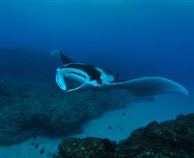 Manta Bommie Dive Site - Accommodation Fremantle 2