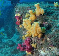 Shag Rock Dive Site - Accommodation Fremantle