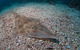 Shag Rock Dive Site - thumb 1