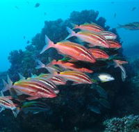 Flat Rock Dive Site - Accommodation Fremantle