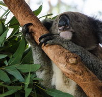 Macquarie Nature Reserve - Accommodation Fremantle