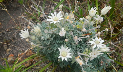 Korogoro Walking Track - Accommodation Fremantle 3