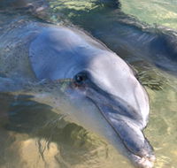 Dolphins of Monkey Mia - Accommodation Fremantle