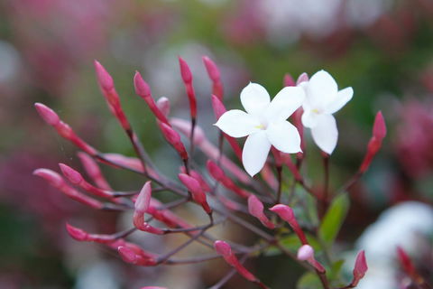 Jasmin Organics Skincare Farm And Factory - Accommodation Fremantle 3