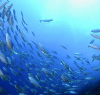 Cape Byron Marine Park - Accommodation Fremantle