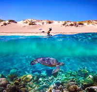 Snorkel the Ningaloo Reef - Accommodation Fremantle