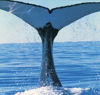 Humpback Whales - Accommodation Fremantle